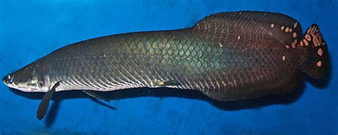 Arapaima leptosoma - ilustrácia