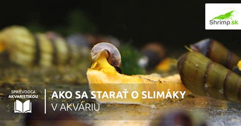Hlbokomorské slimáky v Boninskej priekope