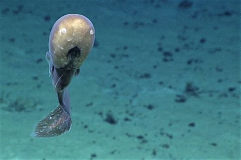 Typhlonus nasus - 