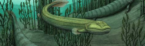 Tiktaalik roseae a Qikiqtania wakei - porovnanie