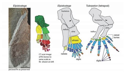 Elpistostege watsoni - rekonštrukcia a fosília