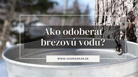 Zber javorovej miazgy
