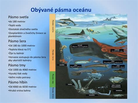 Mapa rozšírenia veľrýb v oceánoch