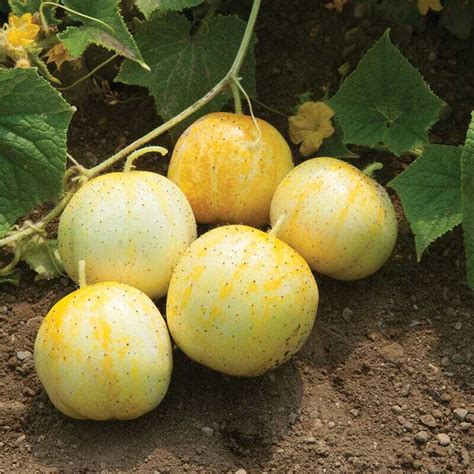 Biela uhorka 'White Wonder' na rastline