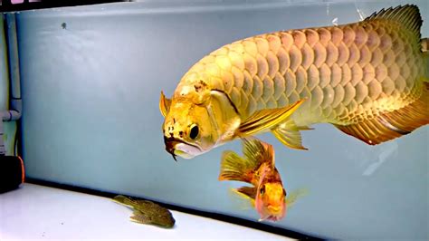 Arowana s dračími črtami