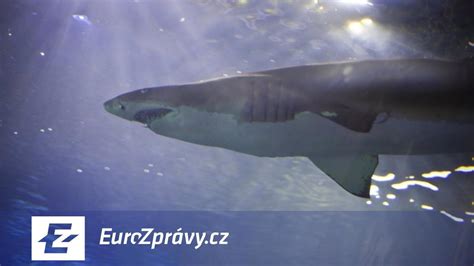 Porovnanie plutiev žraloka a raje