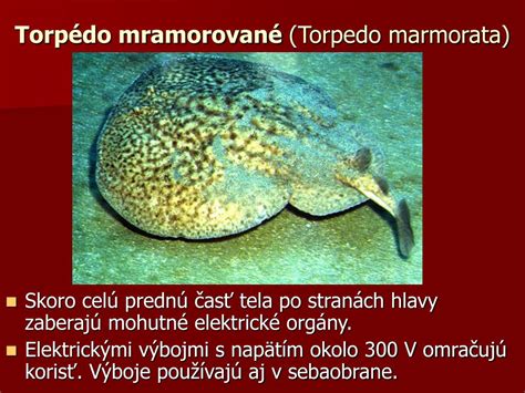 Torpédo mramorované a jeho elektrické orgány