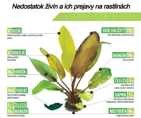 Známky nedostatku vody na listoch stromu