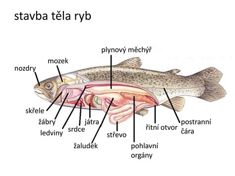 detailná anatómia žiabrov ryby