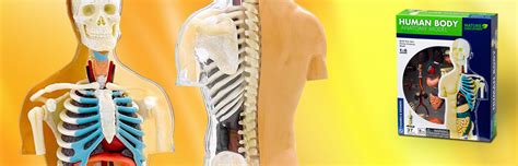 Anatomické plagáty a modely ľudského tela