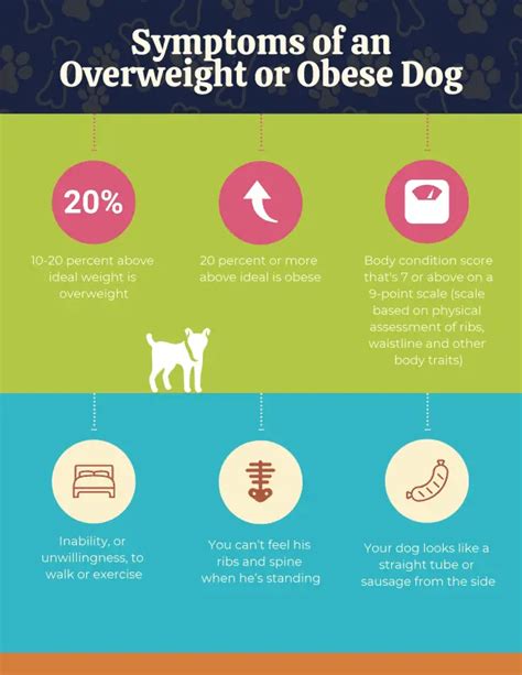 Infografika: Riziká obezity u psov