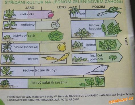 Zeleninový záhon s dvojročnými plodinami