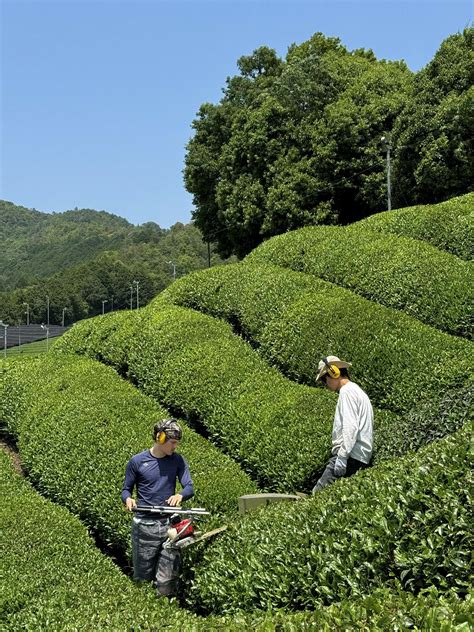 Zber čajových lístkov na plantáži