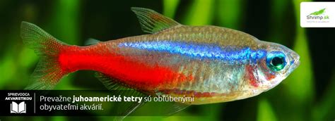 Africká Tetra Kongo