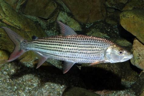 Binga Botswanská (tigria ryba)