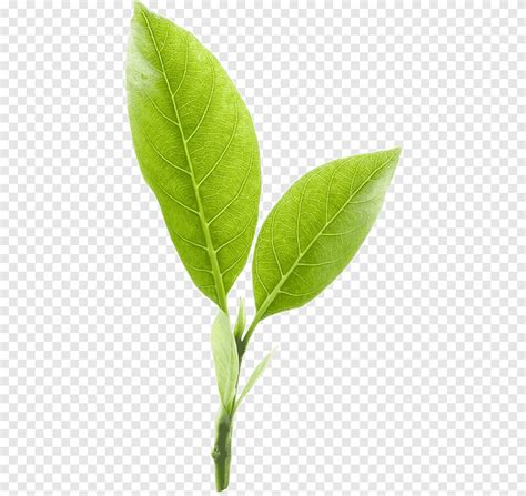 Zelené čajové lístky Camellia Sinensis