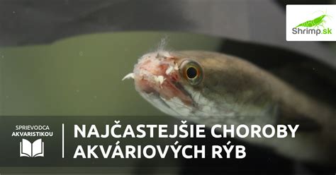 Vizualizácia veľkostí akváriových sumcov