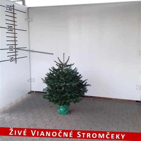 Machovka pestovaná v kvetináči