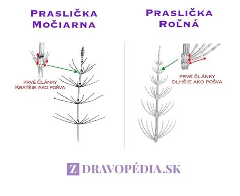 Rozdiel medzi prasličkou roľnou a prasličkou močiarnou