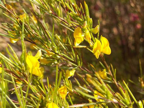 Kvet Aspalathus linearis (Rooibos)