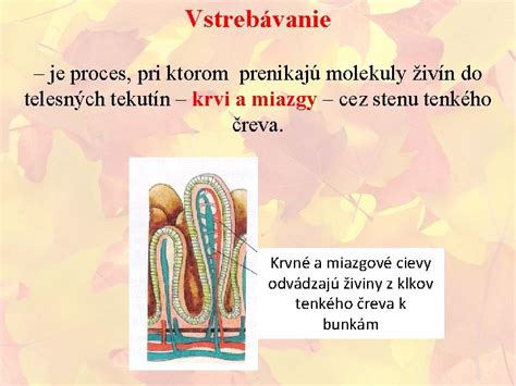 Schéma vplyvu kombinácie surovín na vstrebávanie živín