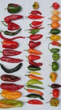 Ilustrácia rôznych druhov chilli papričiek