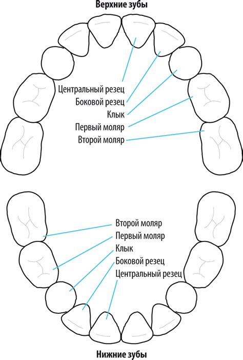 Schéma chrupu šelmy s označenými trhákmi