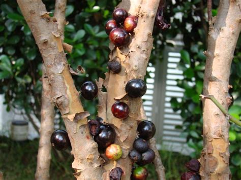 Jabuticaba ovocie rastúce priamo na kmeni stromu