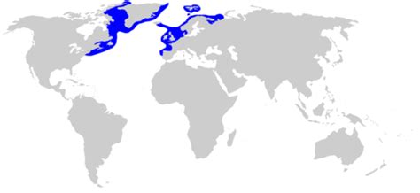 Mapa rozšírenia žraloka grónskeho