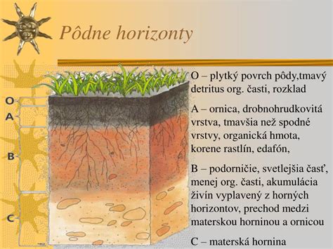 Pôdny profil s rôznymi vrstvami pôdy a koreňmi rastlín