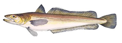 Ilustrácia morskej šťuky (Merluccius merluccius)