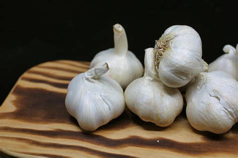 Cesnak v jedle