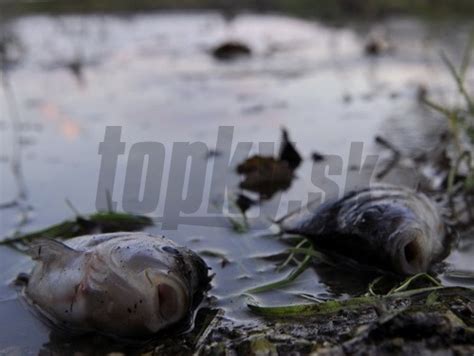 Rozmanitosť morských rýb vo voľnej prírode