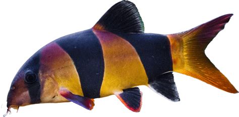 Mrenka nádherná (Chromobotia macracanthus)