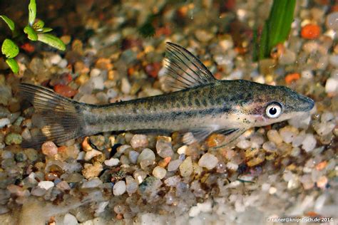 Detail hlavy Otocinclus affinis s prísavnými ústami