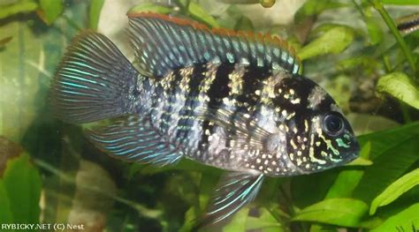 Akara modrá (Andinoacara pulcher) vo svojom prirodzenom sfarbení