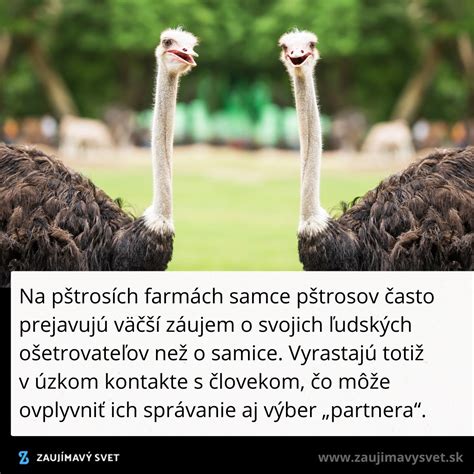Pštrosy pasúce sa na farme