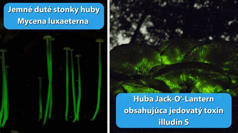 Ilustrácia bioluminiscenčných húb v lese
