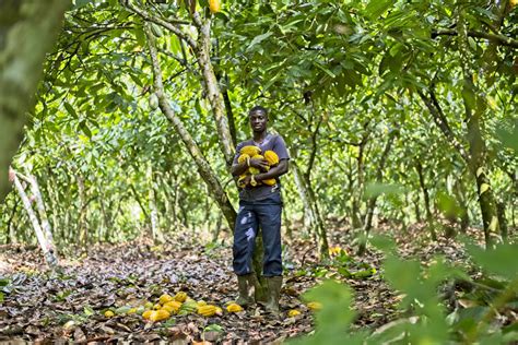 Mapa znázorňujúca krajiny pôvodu kakaa s Fairtrade certifikáciou