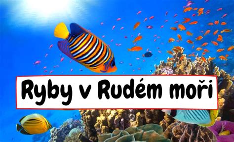 Mandarínová ryba s fosforeskujúcimi farbami