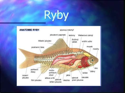 Ilustrácia rôznych typov plutiev u rýb