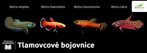 Farebné variácie bojovníc s rôznymi tvarmi plutiev