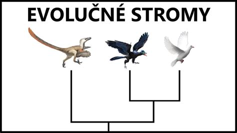 Evolučný strom rýb