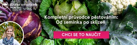 Infografika: Prehľad chladu-odolnej zeleniny na jesenný výsev