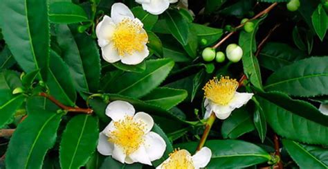 Ilustrácia čajovníka čínskeho (Camellia sinensis)
