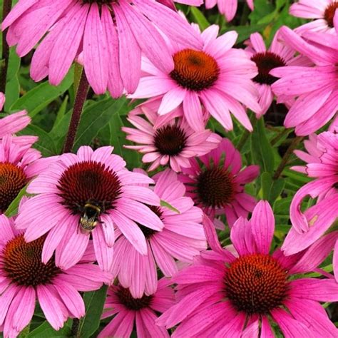Ilustrácia rastliny Echinacea purpurea s jej charakteristickými purpurovými kvetmi v záhrade