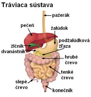 Umiestnenie žalúdka v tele a typy bolestí