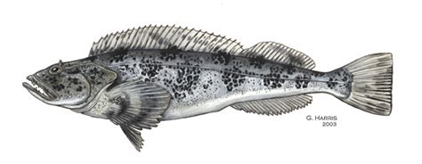 Ryba Ophiodon elongatus s modrým mäsom