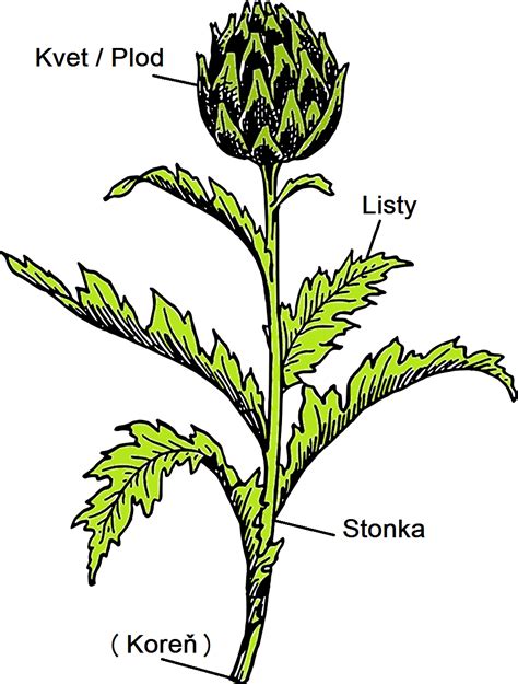 Botanický nákres Púpavy lekárskej s detailmi koreňa, listov a kvetu
