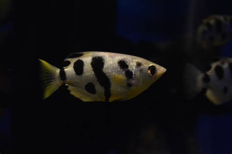 Ryba striekajúca vodu (Archerfish) pri love hmyzu